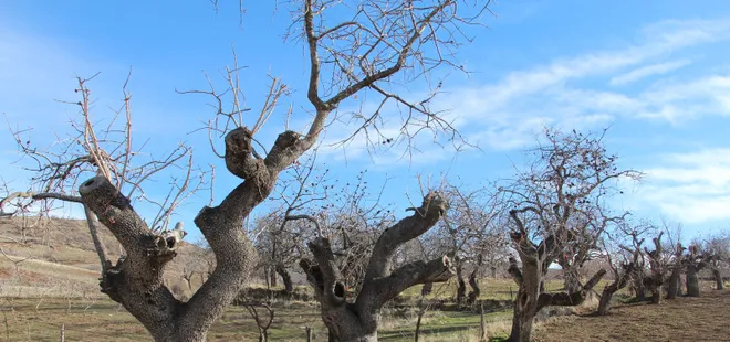 Fiyatı altınla yarışıyor! Bakanlık devreye girdi: Asırlık ağaçlar koruma altında
