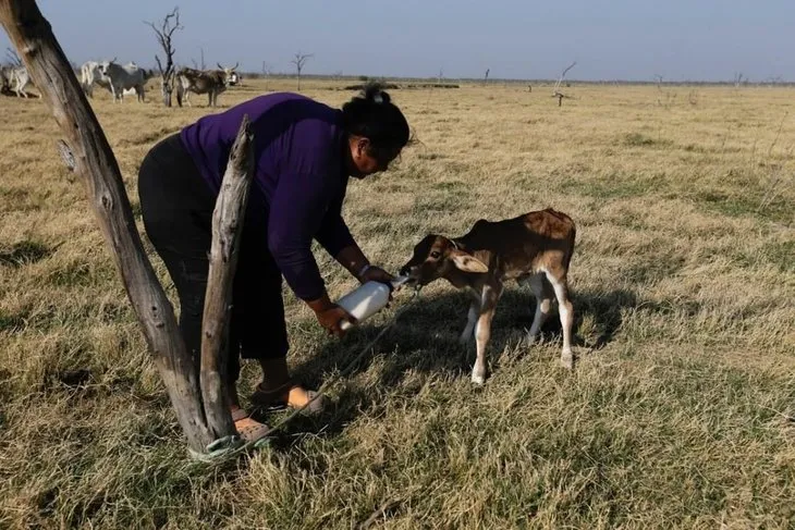 Paraguay’daki kuraklık hayvanları telef ediyor