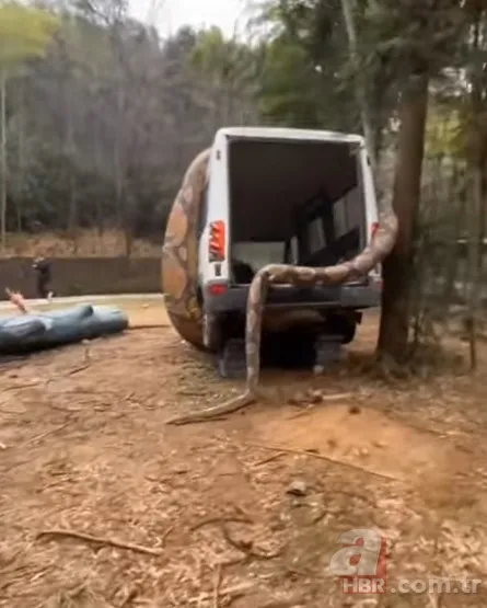 Bu görüntüler dehşete düşürdü! Dev anakonda arabayı sardı 13