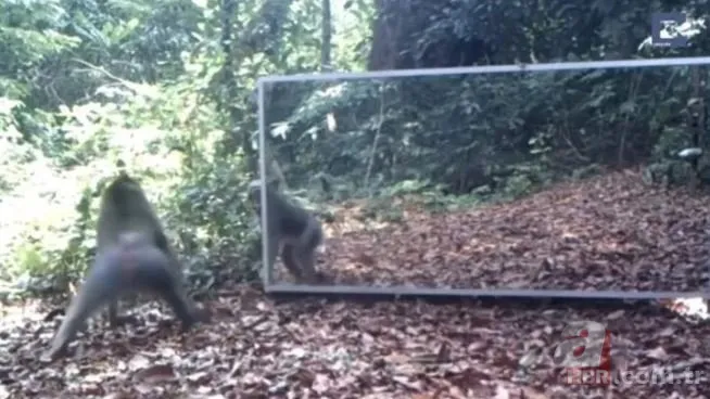 Vahşi doğada daha önce böylesi görülmedi! Goril aynada kendisini görünce saldırmaya başladı 12