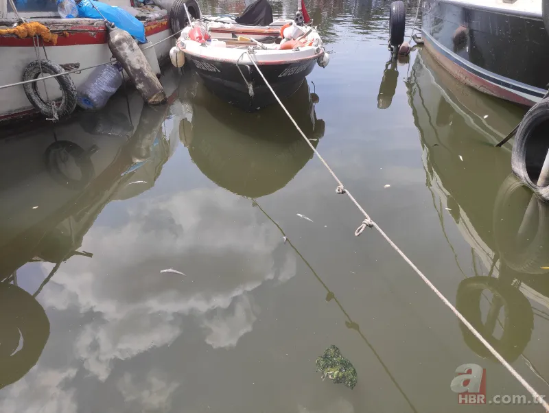 Küçükçekmece Gölü’nde büyük dram! CHP'li İBB kılını bile kıpırdatmıyor! Balıklardan sonra şimdi de martı ölümleri başladı 9