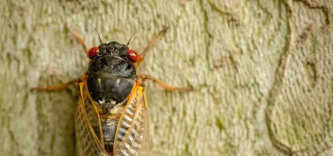 ABD’de koronavirüsten sonra “Zombi ağustos böceği” tehlikesi!