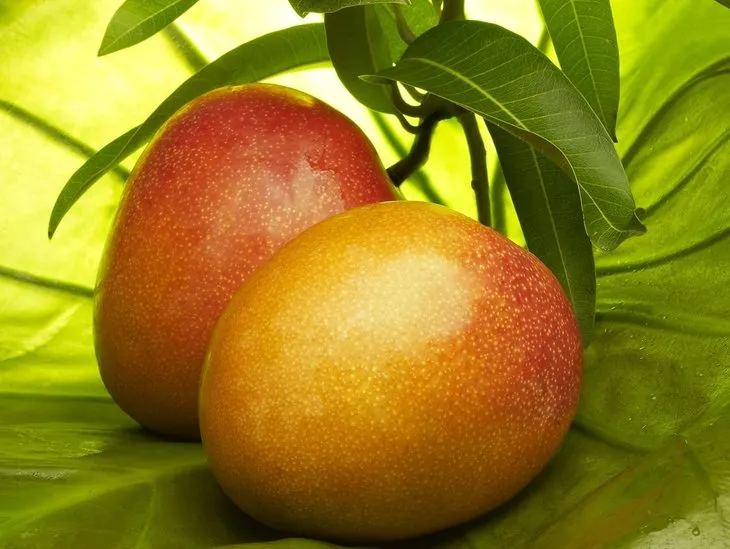 Mangonun faydaları nelerdir? Mango nasıl yenir? Mangonun zararları nelerdir Mango nerede yetişir?