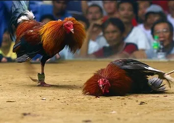 40 bin TL’lik dövüş horozunu böyle çaldılar