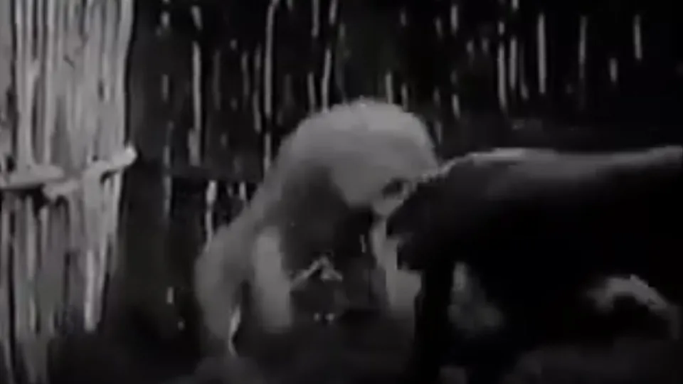 Aslan ve boğanın kapışması nefesleri kesti!