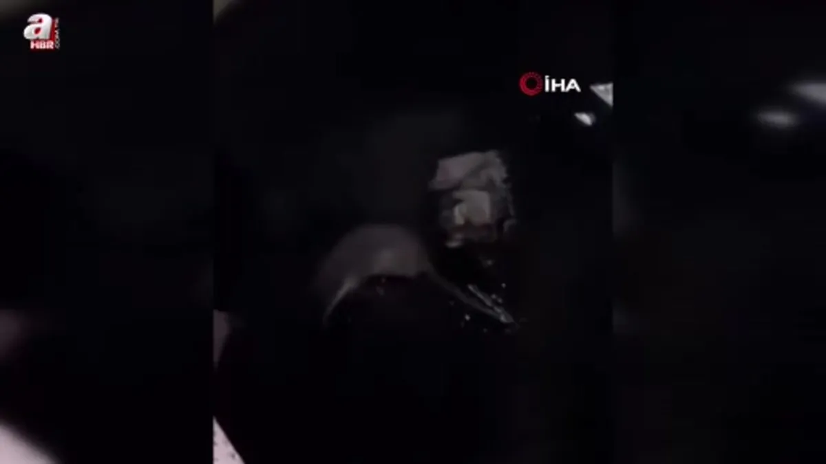 Hakkari Yüksekova’da su samuru görüntülendi