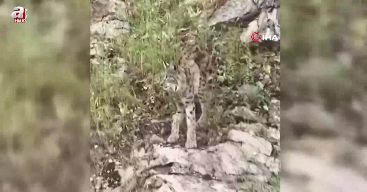 Erzincan Kemaliye'de görüntülendi! Ormanın hayaleti...