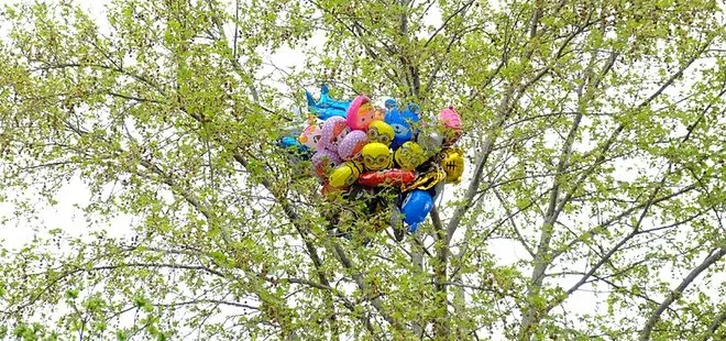 İlginç görüntü! Satıcının elinden kaçırdığı uçan balonlar ağaca takılı kaldı