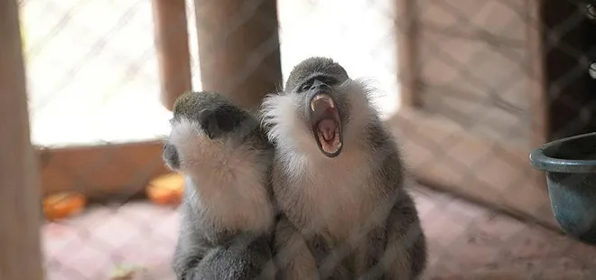 Akıllara durgunluk veren olay! Maymunlar ev basıp bir aylık bebeği kaçırdı