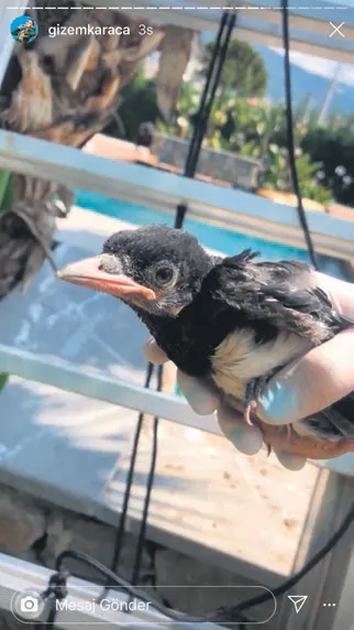 Oyuncu Gizem Karaca’dan alkışlık hareket! Ağaçtan düşen yavru için seferber oldu