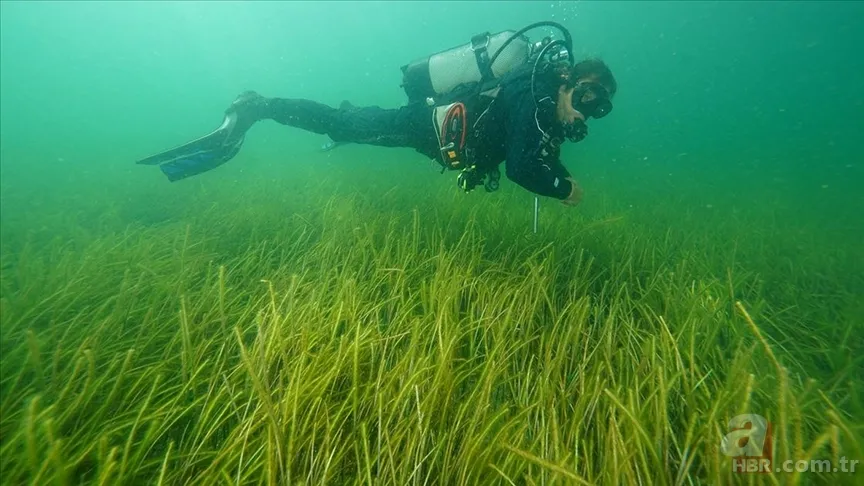 Denizlerimizde tehlike çanları: 39 tür yok olma riskiyle karşı karşıya 8