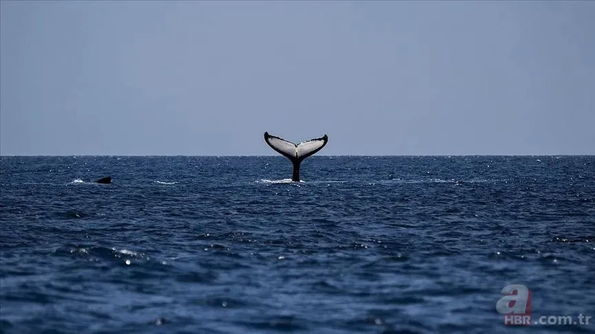 İnsan ömrü 200 yıla mı çıkıyor? Balinalardan gelen genetik keşif: CIRBP 4