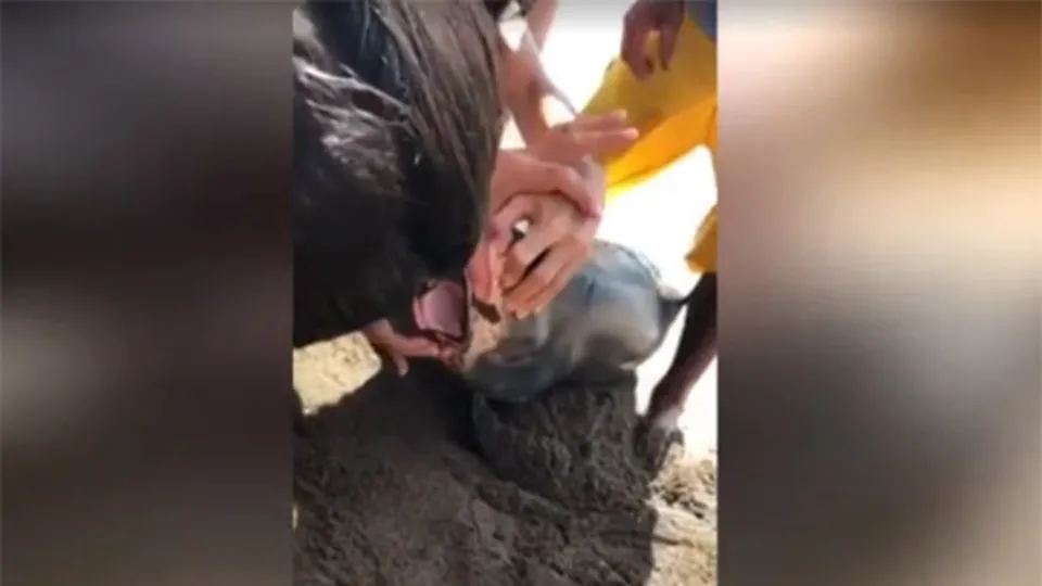 Filipinler'de bir plajda şok anlar!