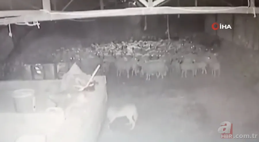 Ağıla girince şoke oldu! Kaçarken tekrar saldırdı… Tek tek saldırıp böyle dehşet saçtı 11