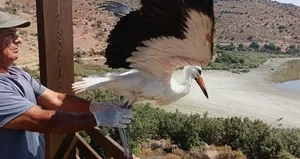 Aydın’da kurtarılan leylek ve flamingo doğaya salındı