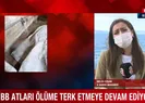İBB atları ölüme terk etmeye devam ediyor