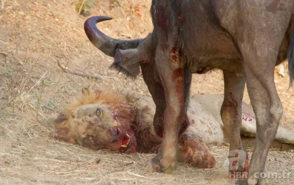 Böylesini daha önce hiç görmediniz 44