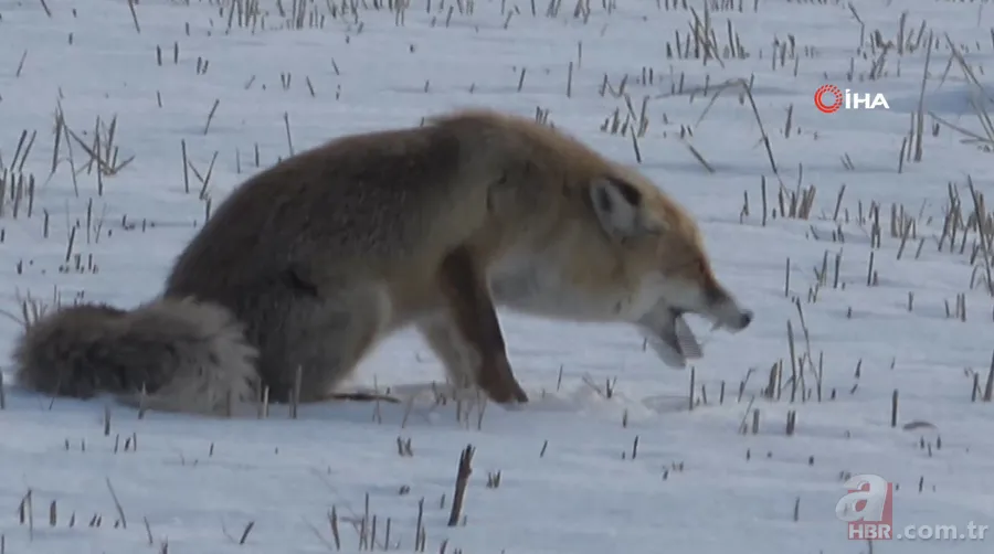 Karla kaplı arazide avlayıp böyle yedi! Vahşi doğa belgeselleri aratmayan görüntüler Türkiye’den 6