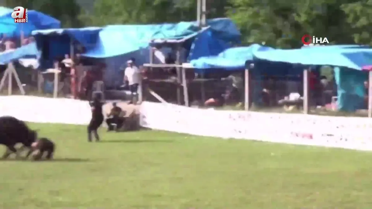 Şampiyon boğa sahibine böyle saldırdı