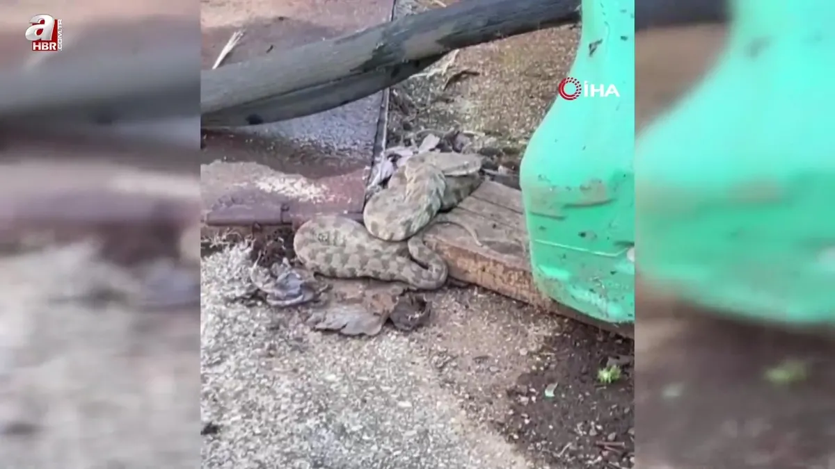 Zehirli yılan türü engerek görüntülendi