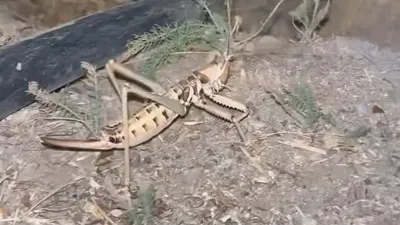 Dev etçil çekirge görüldü