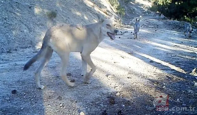 Son dakika: Türkiye'de ilk kez görüldü! Heyecanlandıran keşif! İşte yeni tür 24