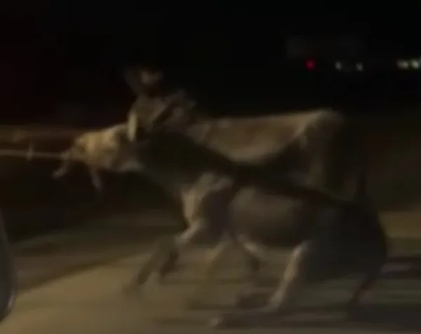 elazigda-cani-surucu-esekleri-traktorun-arkasinda-surukledi-1661585899971.jpg Elazığ’da cani sürücü! Eşekleri traktörün arkasında sürükledi - 3