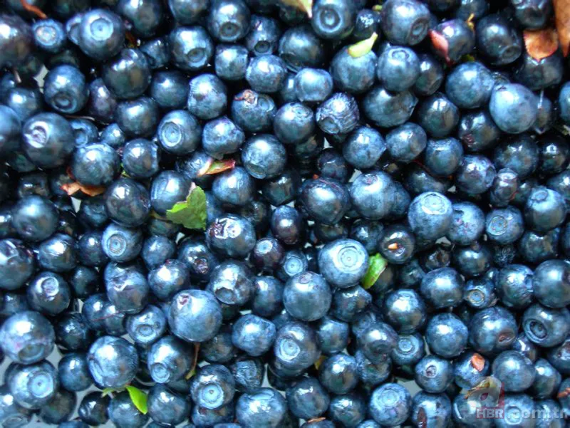 Tansiyonu düşürüyor, beyin fonksiyonlarını en üst seviyeye çıkarıyor! Kanseri önleyen yaban mersini cilde çok iyi geliyor 19