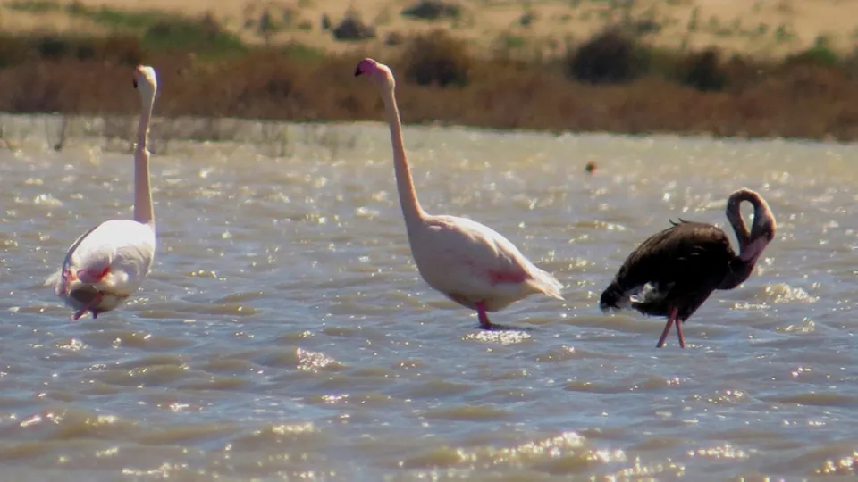 Siyah flamingo 3 yıl sonra yine Adana'da görüldü
