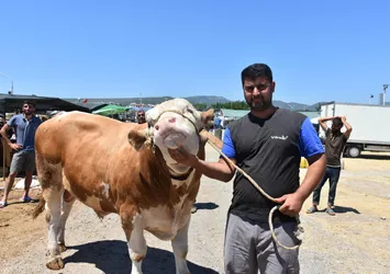 Pazarın gözdesi Toros Kaplanı 67 bin liraya alıcı buldu