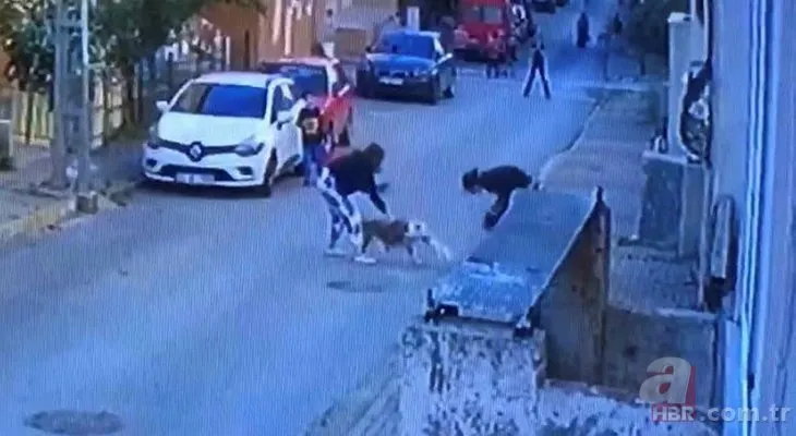 İstanbul’da pitbull vahşeti! Pitbull Ataşehir’de yavruları olan kediyi parçaladı