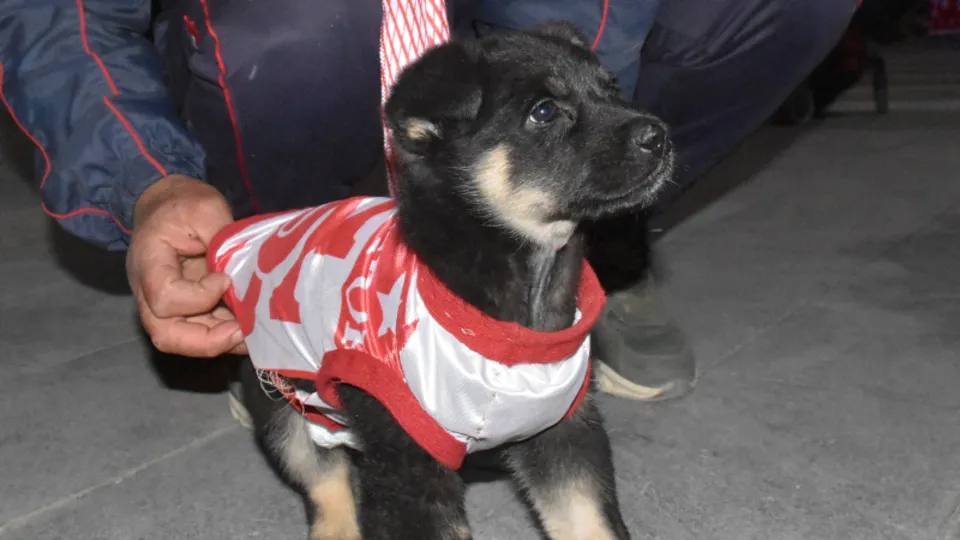 Sevimli köpek 'Zeytin' maça formasıyla geldi! Türkiye Kupası finalinden renkli görüntüler
