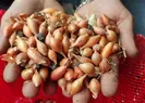 Soğan aldı içinden çıkanlar şoke etti