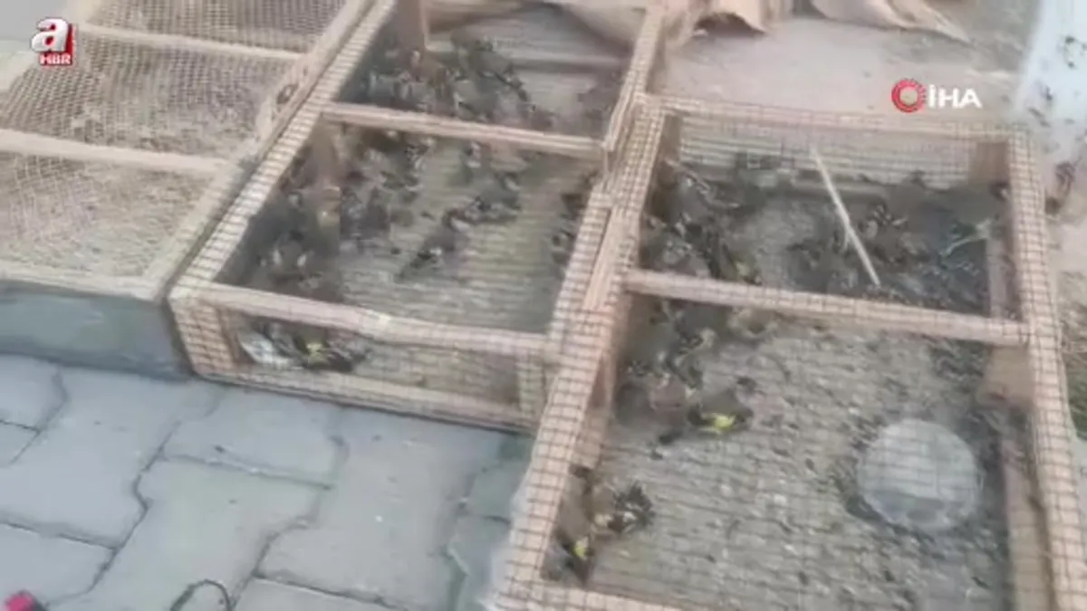 Yasadışı avcılığa 655 bin TL ceza: 80 saka kuşu ele geçirildi