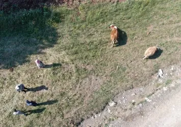 Ardahan'da 153 kaybolan büyükbaş hayvan bulundu