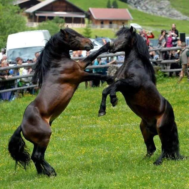 Avusturya’daki at dövüşünden kareler