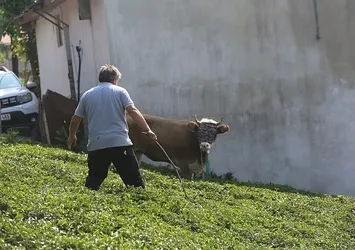 Rize'de kaçan kurbanlık ekipleri peşine taktı