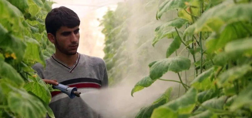 Zam şampiyonu salatalık Mersin'de 1 İstanbul'da 8 lira...