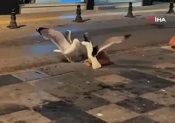 Martıların kavga anı kamerada