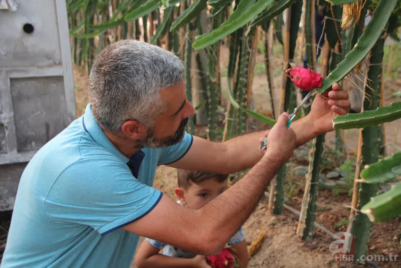Yetiştirmek için serasına kamera koydu! Fiyatı el yakıyor: Gözümüz gibi bakıyoruz 4