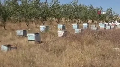 Bozok Yaylası’nda bal hasadı başladı