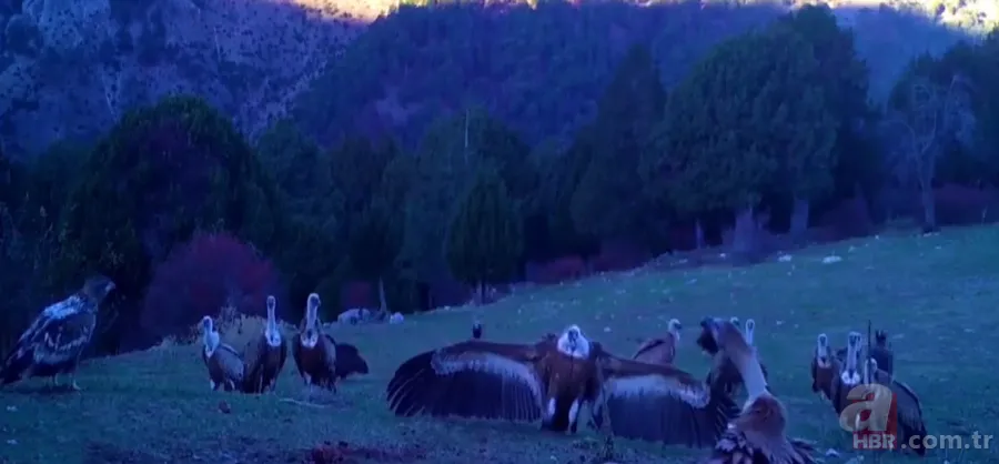 Kurt sürüsü köpeğe böyle saldırdı! Sahibi… 4