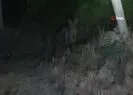 Üzüm bağlarına dadandılar
