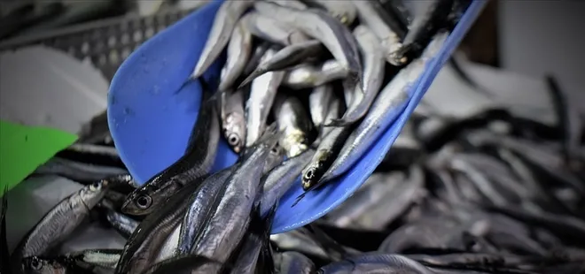 Hamsi istavrit ve sardalyalarda dökme avcılık yasaklandı! Tarım ve Orman Bakanlığından son dakika açıklaması