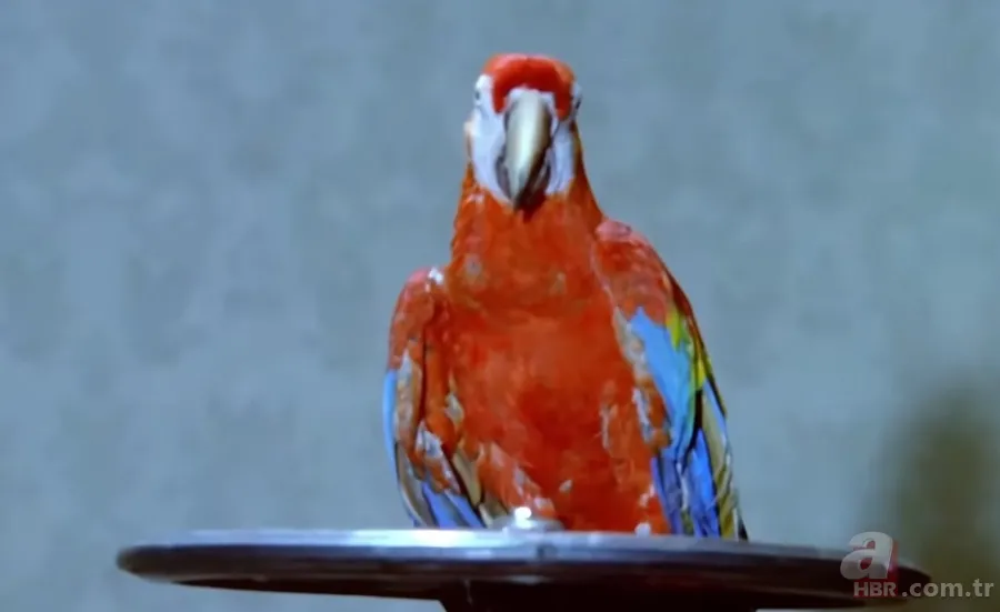 Kemal Sunal'ın filmideki papağan Ziya'yı bakın kim seslendirmiş! 3