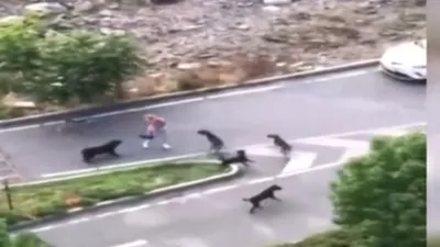 Başıboş köpek tehdidi büyüyor!