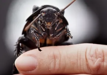 Haşerelerin kökünü kurutuyor! Bu yöntemle evinize 1 sene böcek girmeyecek