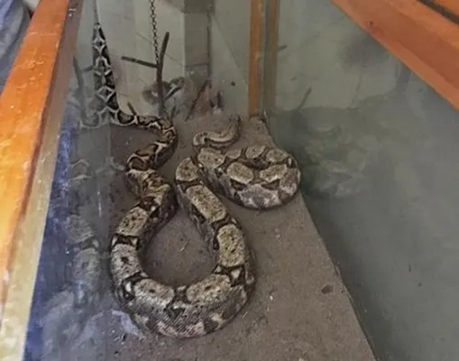 Antalya'da yolcunun valizinden boa yılanı çıktı - 2