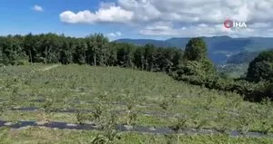 Ordu’da mavi yemiş kazandırıyor