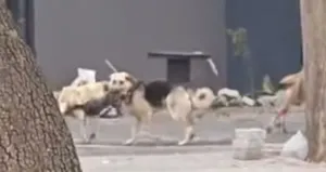 Konya’da sahipsiz köpekler kediyi parçaladı